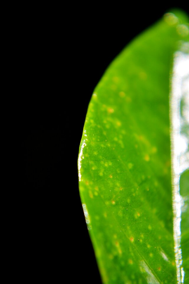 Wax leaf shiny leaf sri lanka