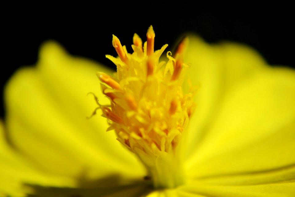 Summer close-up blossom