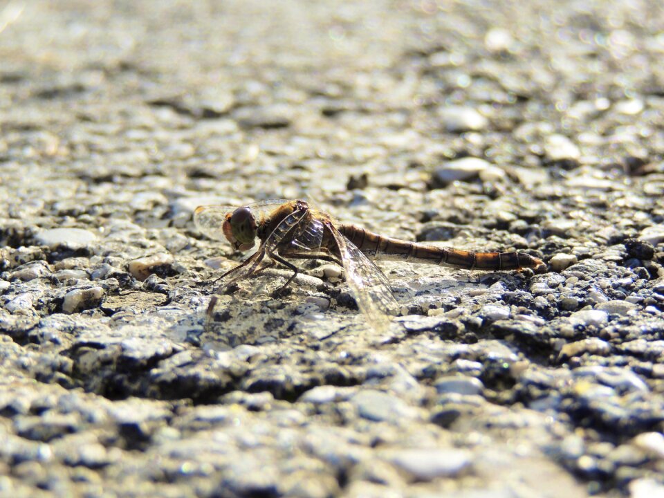 Animal macro nature
