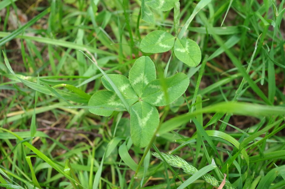 Four leaf clover vierblättrig luck