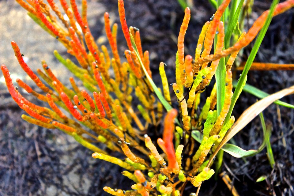 Aquatic plant plant colorful