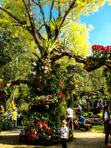 Blumenlanschaft flowers old tree
