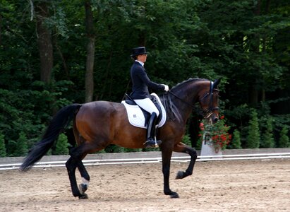 Ride horse reiter
