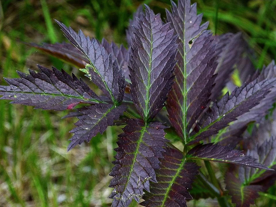 New plant nature