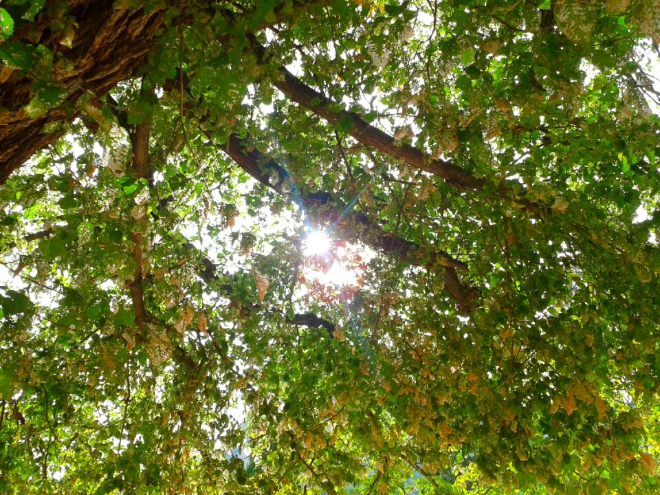 Trees leaves green