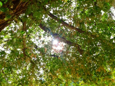 Trees leaves green