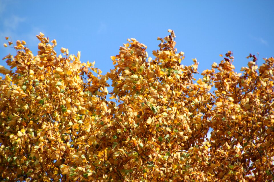 Leaves leaves in the autumn colorful photo