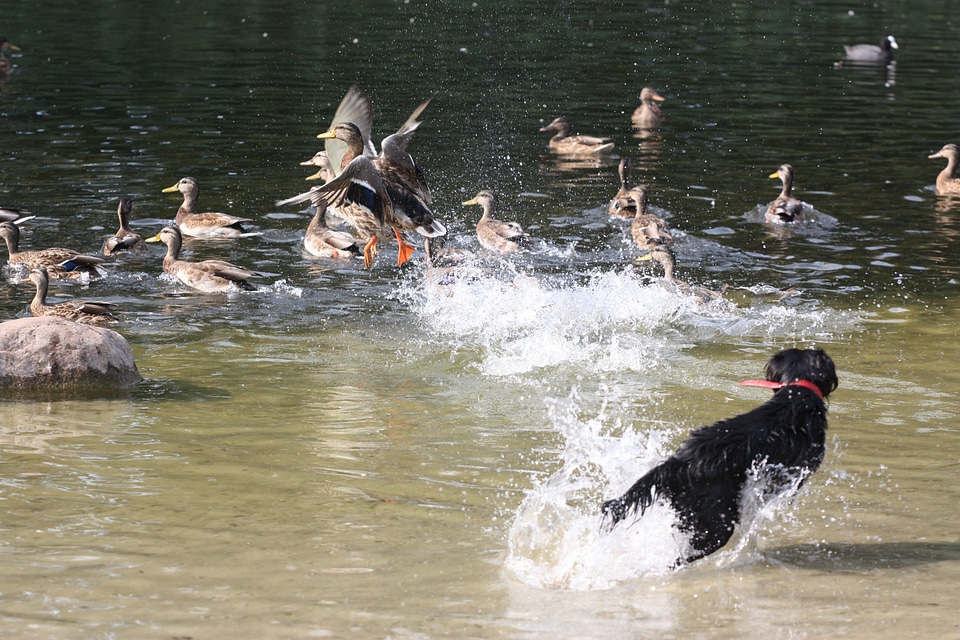 Dog jogging escape