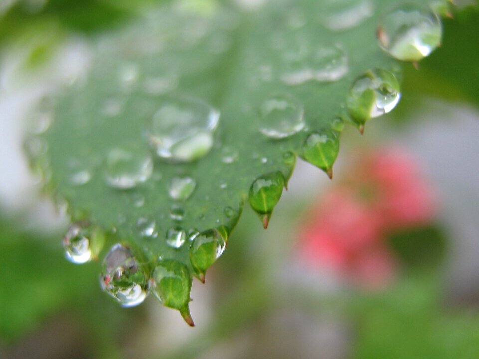 Wet leaves leaf