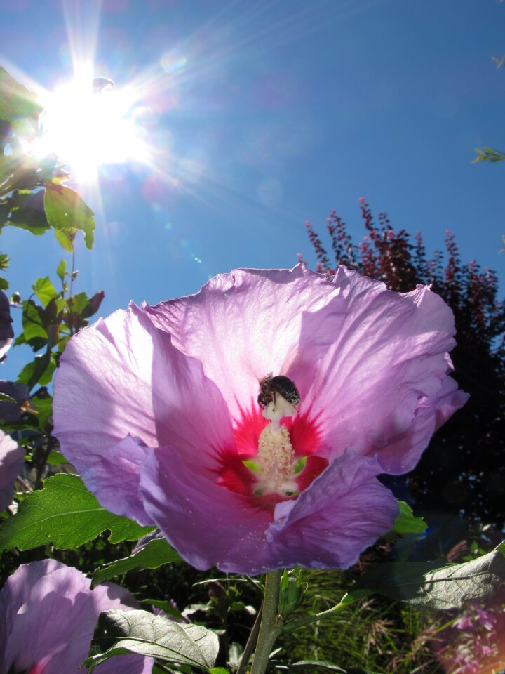 Plant flower blossom