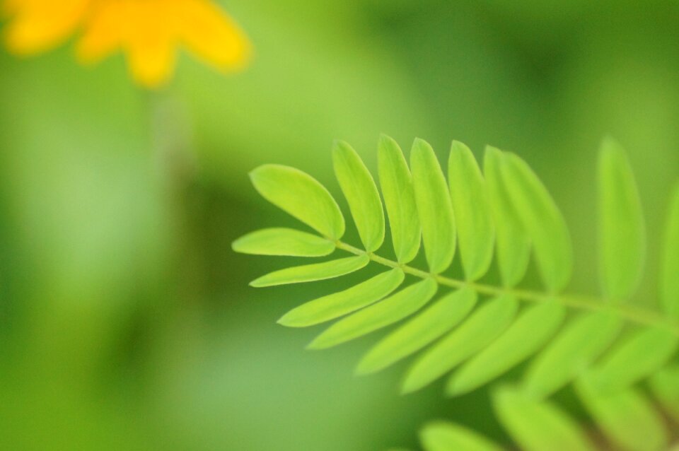 Trees plants forest