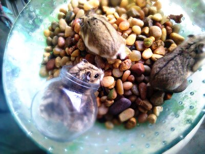 Animals small pets cute