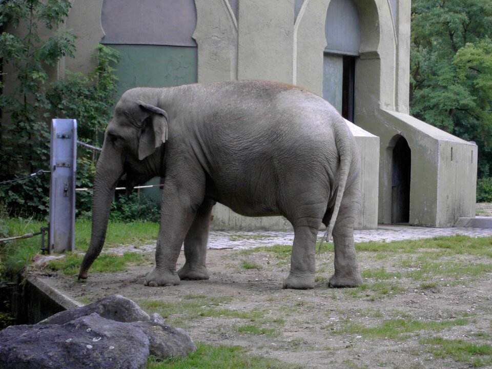 Elephant mammal herbivores