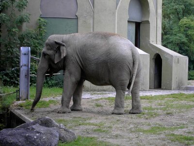Elephant mammal herbivores