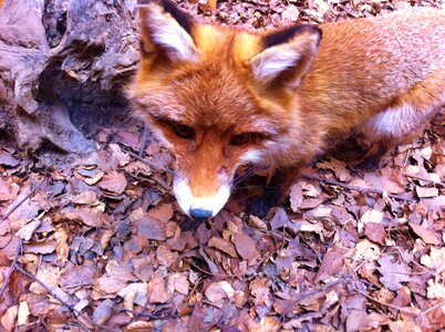 Red fox european fox mammal