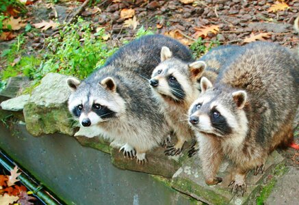 Raccoons mammals drinking raccoons