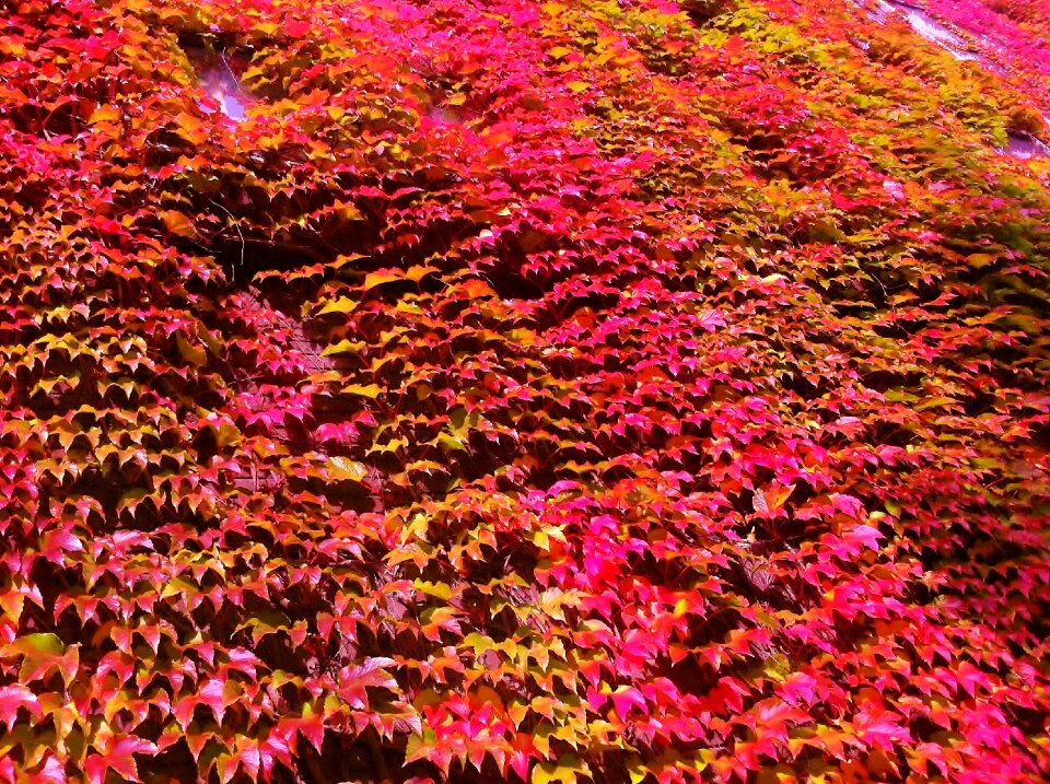 Parthenocissus tricuspidata creeper autumn color