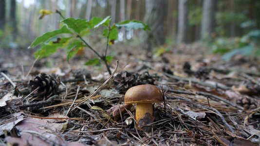Mushrooms detail boletus