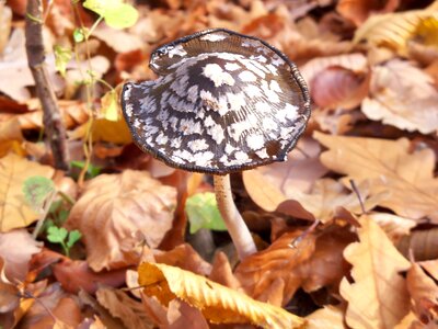 Autumn avar forest