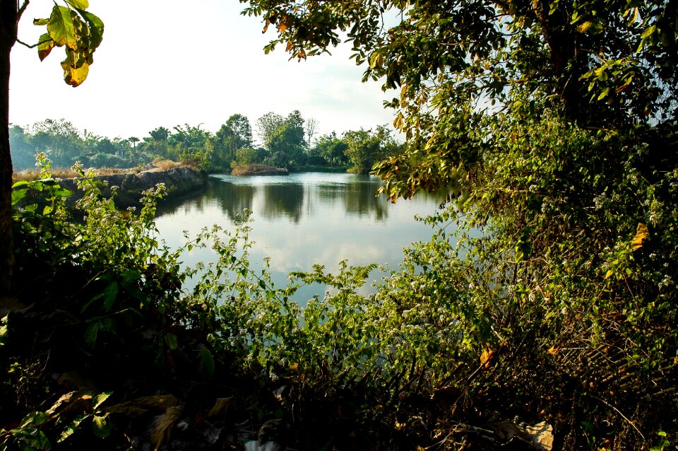 Lake landscape shrubs