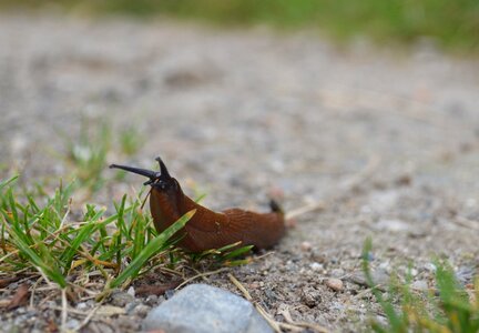 Brown red orange