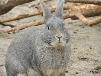 Gray hare animal easter