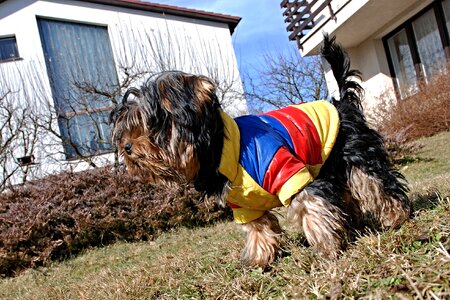 Puppies ball outfit