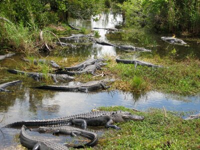 Crocodile swamp florida photo