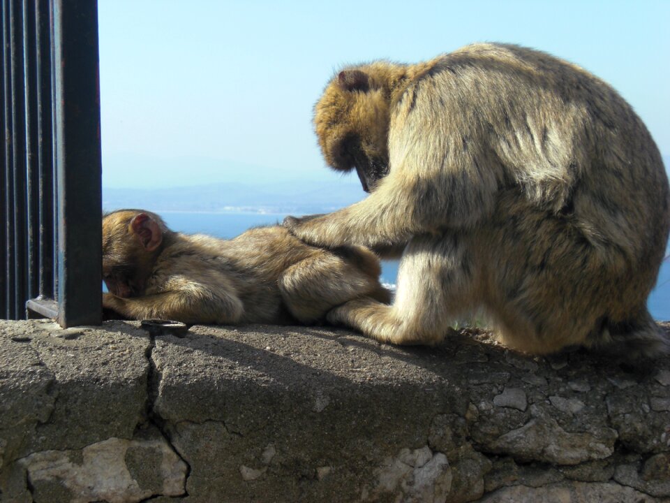 Mono gibraltar monkey family