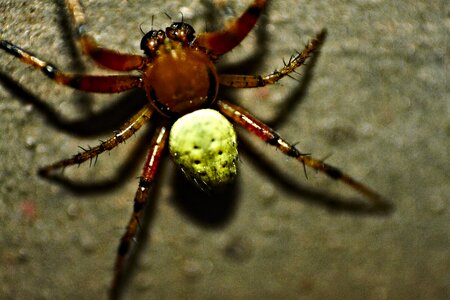 Macro arachnid close up photo