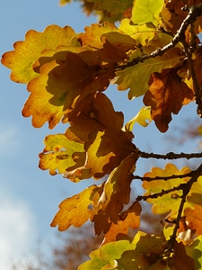 Sessile oak quercus petraea winter oak