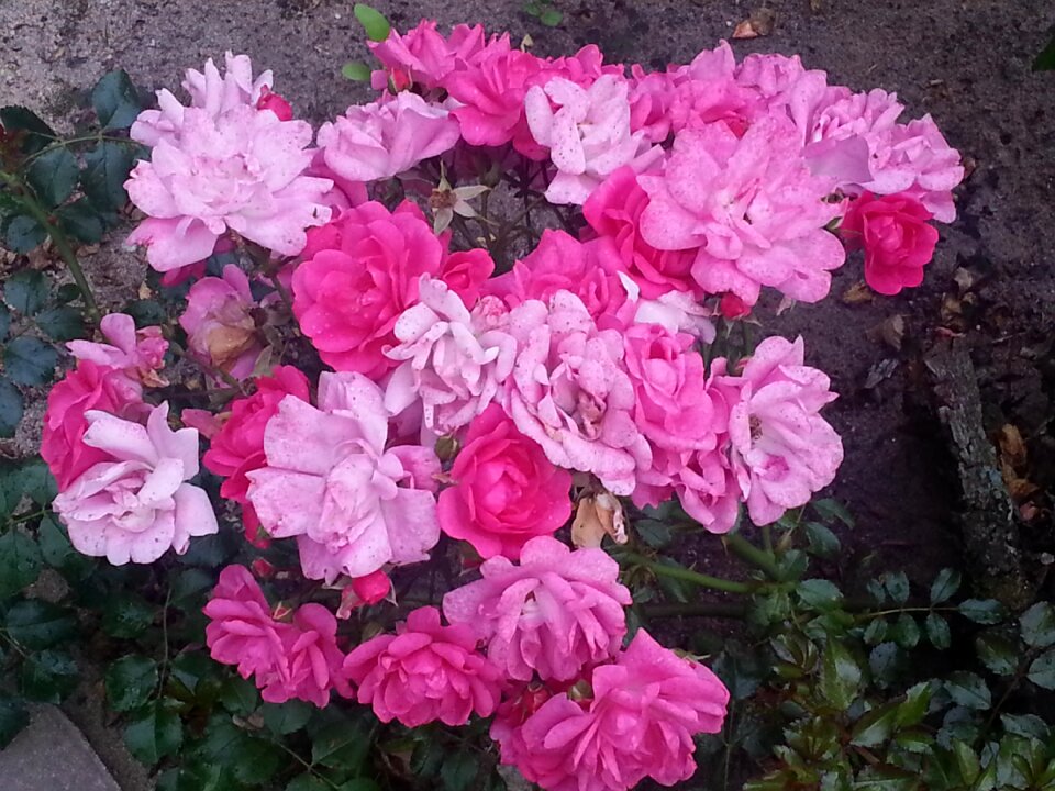 Flower rose pink