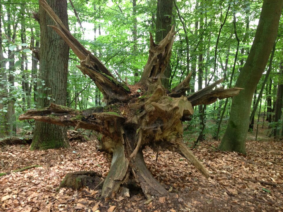 Nature fell down log