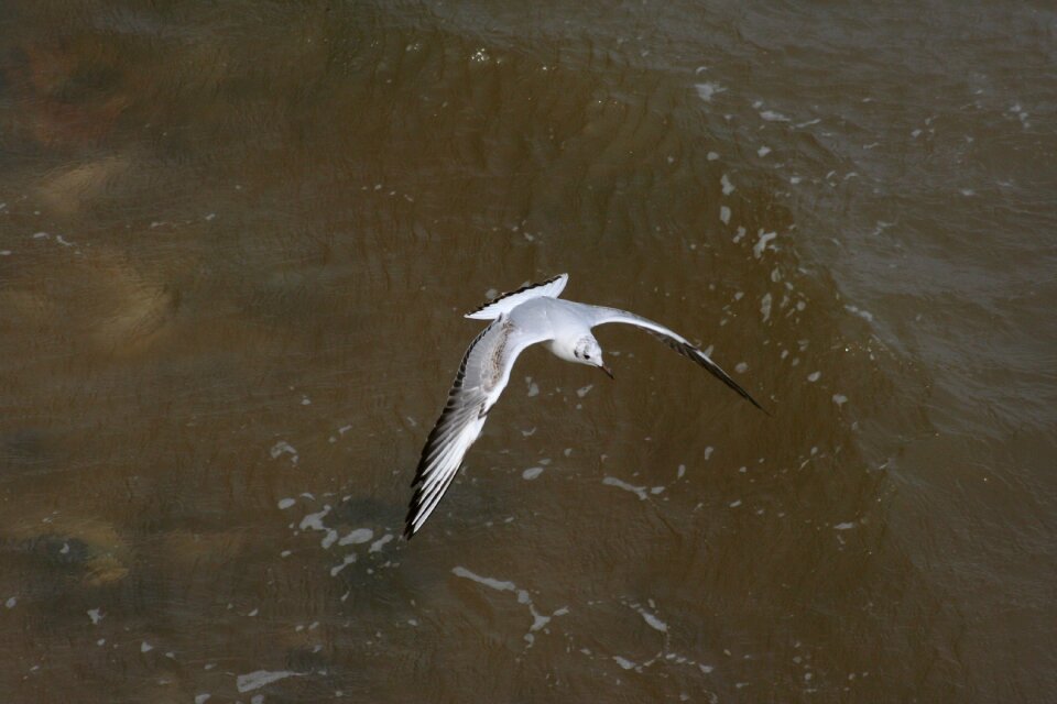 Flight sea southwold