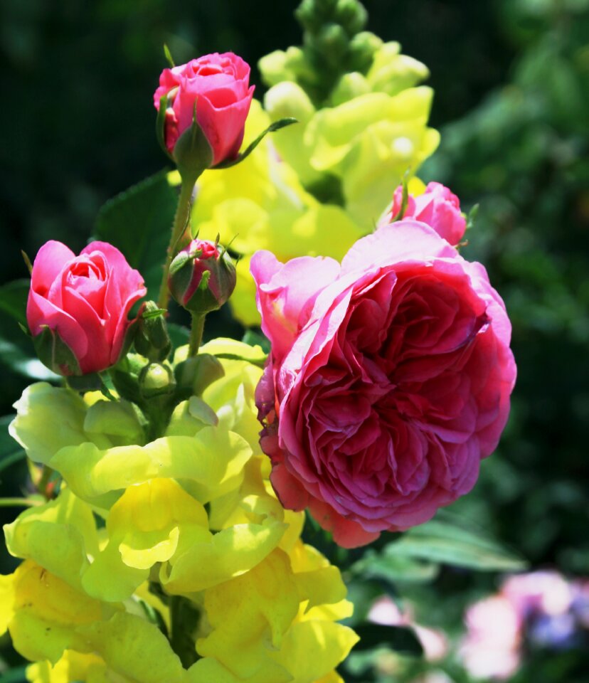 Old-fashioned double rose snapdragon