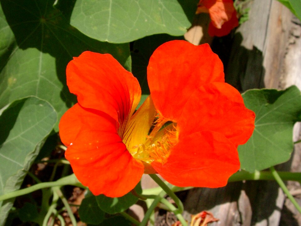Nasturtium red flower