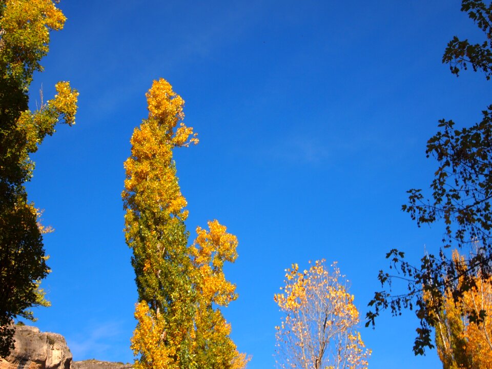 Tree landscape nature