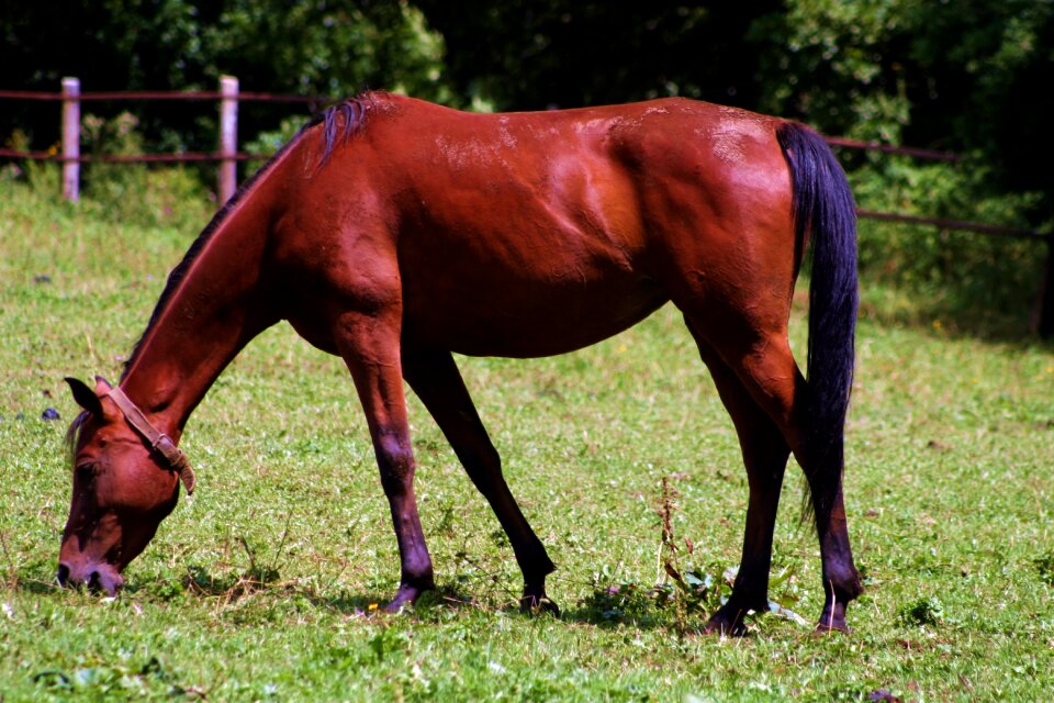 Pasture coupling pet