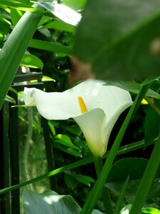 Bloom white common calla