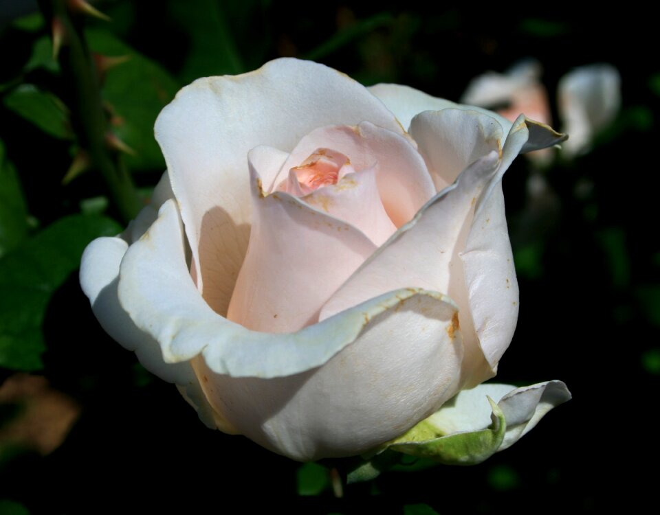 Flower white pink tint