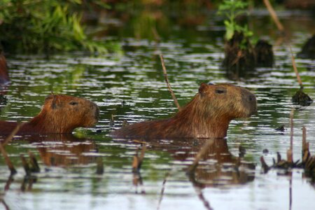 Capybara mud grass