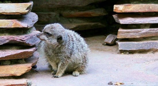 Mammal family animal rodent