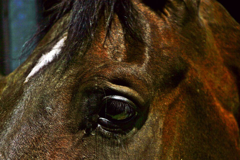 Horse eye interested animal photo