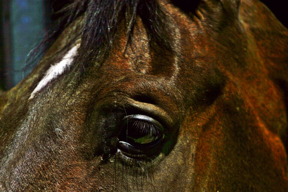 Horse eye interested animal