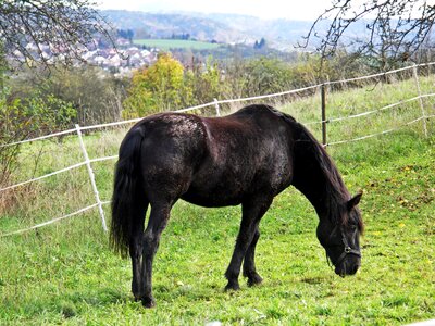 Pasture coupling pet photo