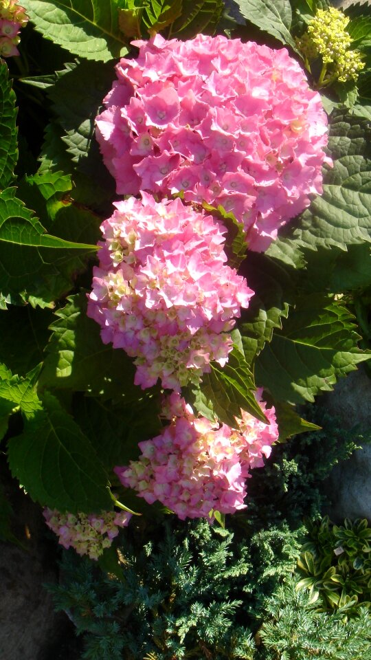 Garden flower hydrangea