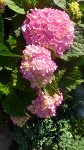 Garden flower hydrangea photo