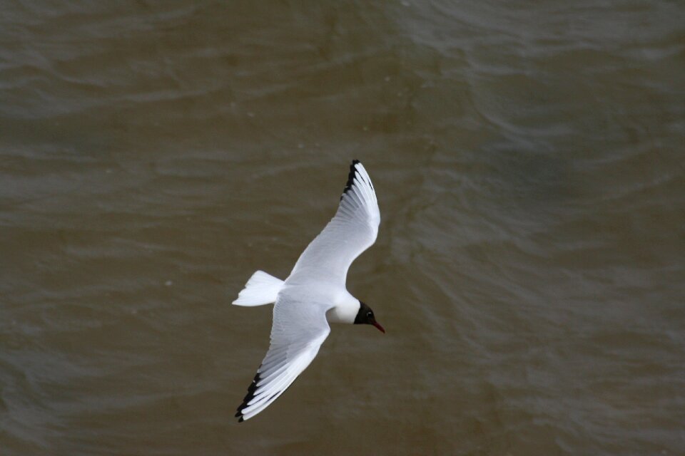 Flight sea southwold