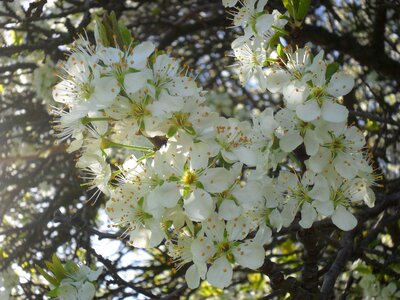Spring sunshine sunbeam