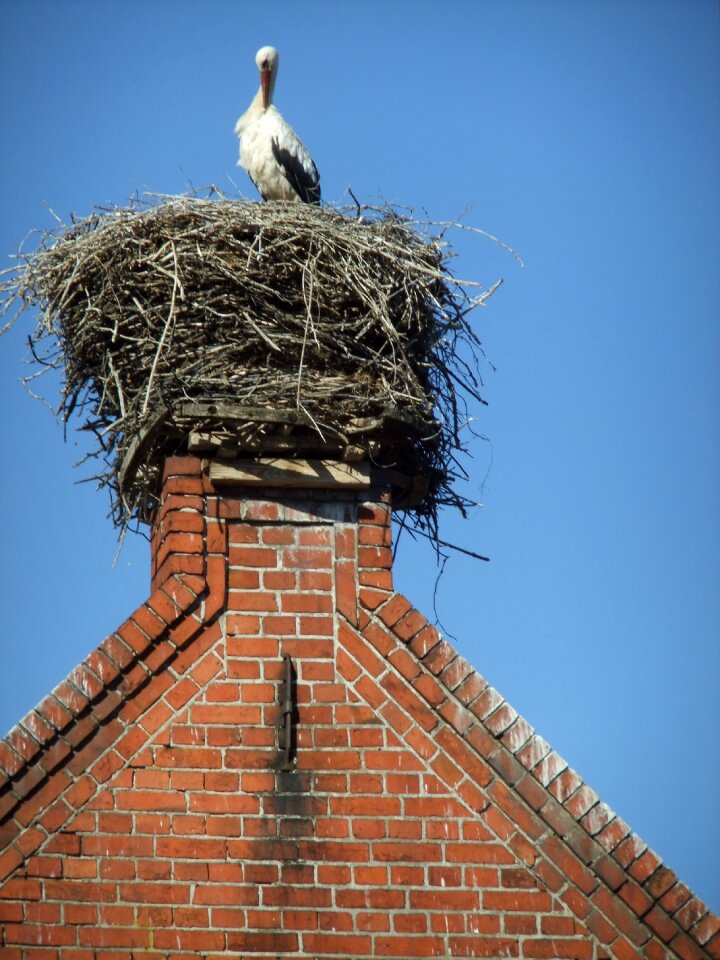 Nest bird birds